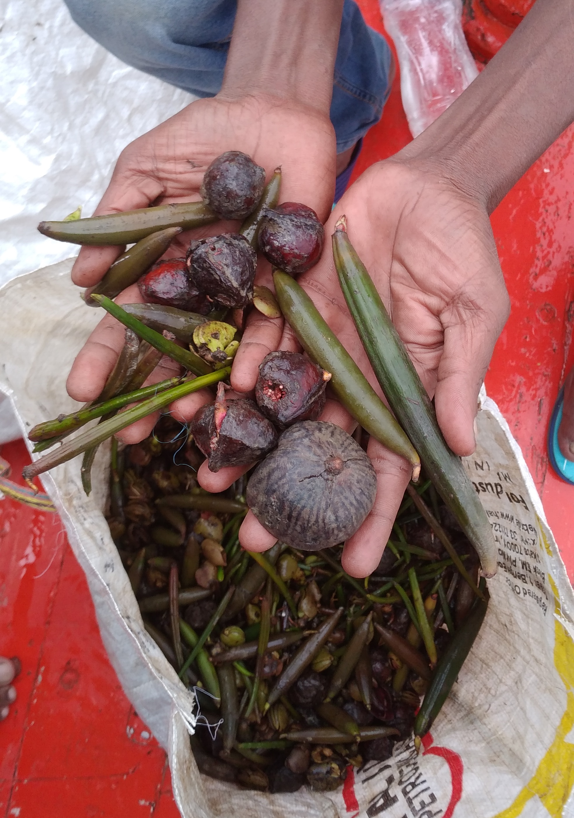 Mangrove Propagation along the Hoogly river.